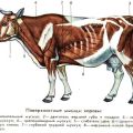 Anatomía de la estructura del esqueleto de una vaca, nombres de huesos y órganos internos.