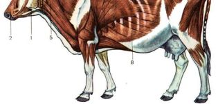 Anatomija strukture kostura krave, nazivi kostiju i unutarnjih organa