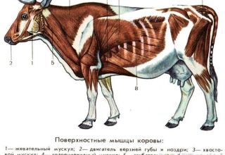 Anatómia štruktúry kostry kravy, názvy kostí a vnútorných orgánov