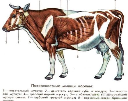 Ανατομία της δομής του σκελετού μιας αγελάδας, ονόματα οστών και εσωτερικών οργάνων
