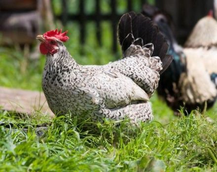 Descrizione e manutenzione dei polli della razza, cura e allevamento di Borkovskaya barvy