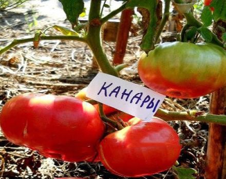 Beskrivelse af den kanariske tomatsort, dyrkning og egenskaber