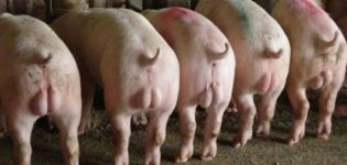 Warum brauchen Sie und wann Sie Kastration von Schweinen machen, machen Sie es selbst Technik