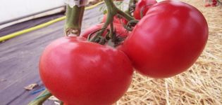 Beskrivelse af Afen-tomatsorten, dens dyrkning og pleje