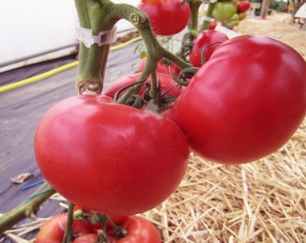 Beschrijving van de Afen-tomatensoort, de teelt en verzorging