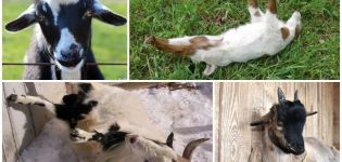 Description of the breed of goats that fall when frightened and the reasons for their fainting when frightened