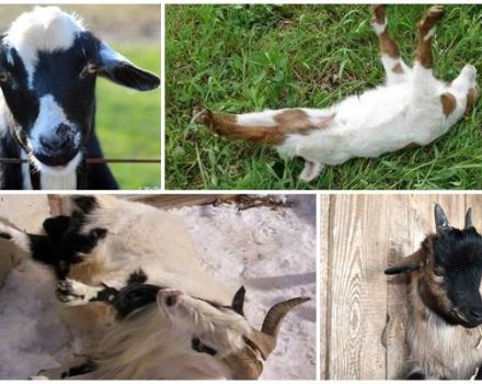 Description of the breed of goats that fall when frightened and the reasons for their fainting when frightened
