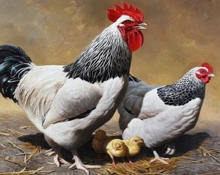 Beschreibung der Sussex-Hühner, Regeln für Haltung und Fütterung