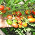 Beskrivelse af tomatsorten Sukkerplommebær, dets pleje