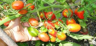 Descripción de la variedad de tomate Azúcar ciruela frambuesa, sus cuidados