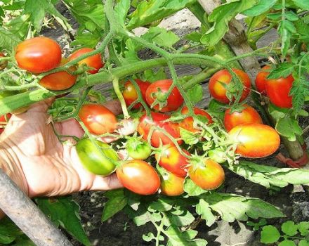 Opis odmiany pomidora Śliwka cukrowa malina, jej pielęgnacja