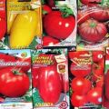 Le migliori varietà di semi di pomodoro olandesi per serre e pieno campo