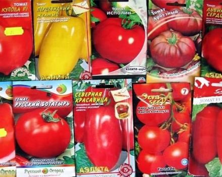 Parhaat hollantilaisten tomaatin siementen lajikkeet kasvihuoneisiin ja avoimeen kenttään