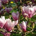 Opis sorte magnolije Sulange, metode sadnje i njege, obrezivanje i priprema za zimu