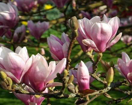 Opis sorte magnolije Sulange, metode sadnje i njege, obrezivanje i priprema za zimu