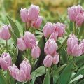 Plantación y cuidado de tulipanes arbustivos, características de la tecnología agrícola para diferentes variedades.