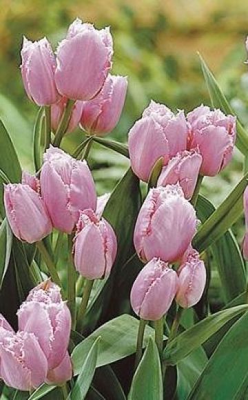 Sadnja i briga za grmove tulipana, značajke poljoprivredne tehnologije za različite sorte