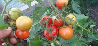 Beschrijvingen van het tomatenras Peterhof, de teelt en verzorging ervan