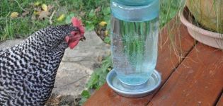 Tipos e instalación de bebederos para pollos, cómo hacerlo usted mismo.