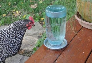 Csirke ivóváladék-típusai és telepítése, hogyan kell csinálni?