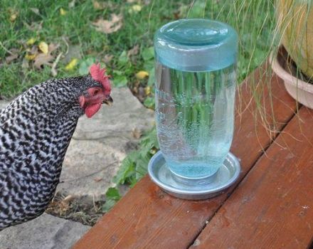 Typer och installation av dricksskålar för kycklingar, hur man gör det själv
