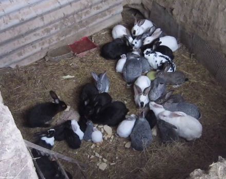Tehnologija za uzgoj i uzgoj zečeva u jami kod kuće