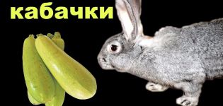 Is it possible and how to properly give zucchini to rabbits, contraindications and harm
