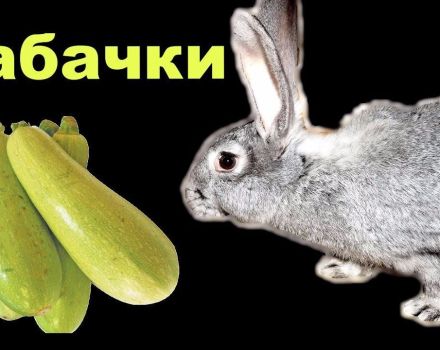 È possibile e come dare correttamente le zucchine ai conigli, controindicazioni e danni