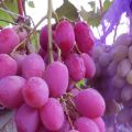 Descripción y características de la variedad de uva Anyuta, plantación y cuidados