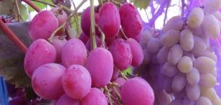 Vynuogių veislės „Anyuta“ aprašymas ir savybės, sodinimas ir priežiūra
