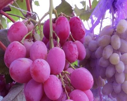 Beschrijving en kenmerken van de druivensoort Anyuta, aanplant en verzorging
