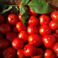 Kenmerken en beschrijving van de tomatenvariëteit Primadonna, de opbrengst