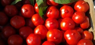 Primadonna-tomaattilajikkeen ominaisuudet ja kuvaus, sen sato
