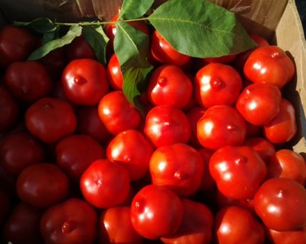 Primadonna-tomaattilajikkeen ominaisuudet ja kuvaus, sen sato