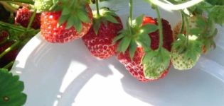Beschreibung und Feinheiten des Anbaus von Erdbeeren der Sorte Symphony