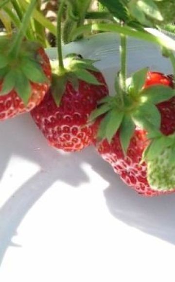 Description and subtleties of growing strawberries of the Symphony variety