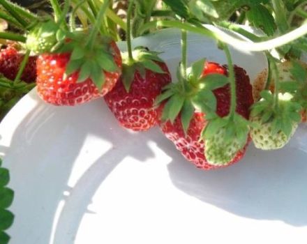 Beschreibung und Feinheiten des Anbaus von Erdbeeren der Sorte Symphony