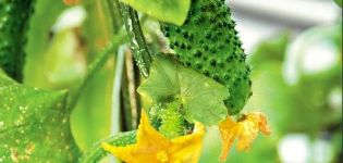 Description of the cucumber variety Miracle crunch, features of cultivation and care