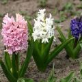 How to store hyacinth bulbs at home, when to dig it up and whether it is necessary