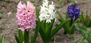Kā hiacintes sīpolus uzglabāt mājās, kad tos rakt un vai tas ir nepieciešams
