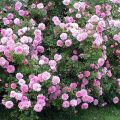 Caracteristicile plantării florilor de tufă perenă în grădină, o descriere a celor mai bune specii