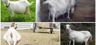 Koliko mjeseci hoda trudna koza, kalendar i tablica plodnosti