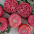 Caratteristiche e descrizione della varietà di pomodoro rosa cespuglio f1, la sua resa