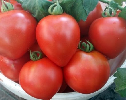 Egenskaber og beskrivelse af tomatsorten af ​​landbrugsfirmaet Siberian Garden Strawberry tree
