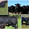 Aberdeen Angus sığırlarının tanımı ve özellikleri, ıslahı ve bakımı