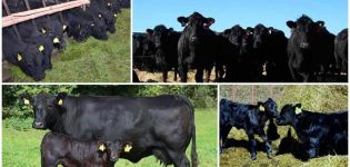 Mô tả và đặc điểm của gia súc Aberdeen Angus, chăn nuôi và chăm sóc