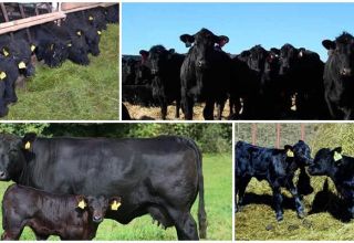 Descripción y características del ganado Aberdeen Angus, cría y cuidado.