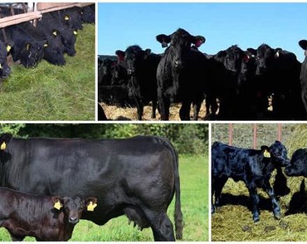 Beskrivning och egenskaper hos Aberdeen Angus-boskap, uppfödning och vård