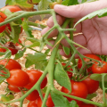 Descripción de la variedad de tomate de maduración temprana Leningradsky, sus características y rendimiento.
