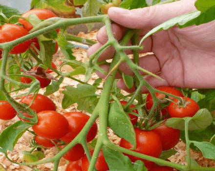 Beskrivning av den tidiga mogna tomatsorten Leningradsky, dess egenskaper och utbyte